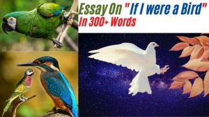 if i were a bird essay for class 6